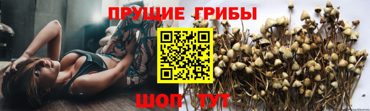 Звенигород  где продают   Вход с VPN  Галлюциногенные грибы Psilocybe 